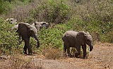 Elephant herd in Lake Manyara